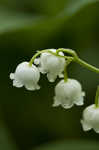 Lily of the valley